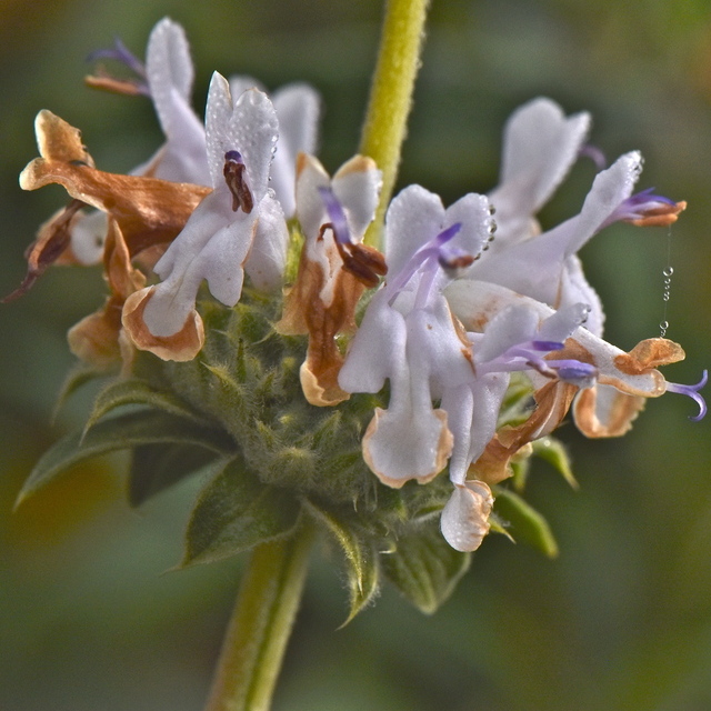 Black sage (Salvia mellifera) with dark green leaves