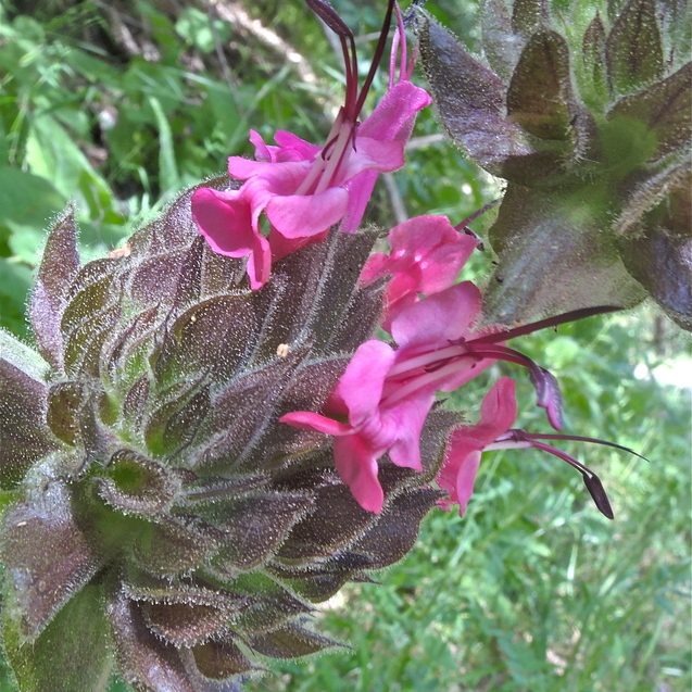 Hummingbird sage (Salvia spathacea) with magenta tubular flowers