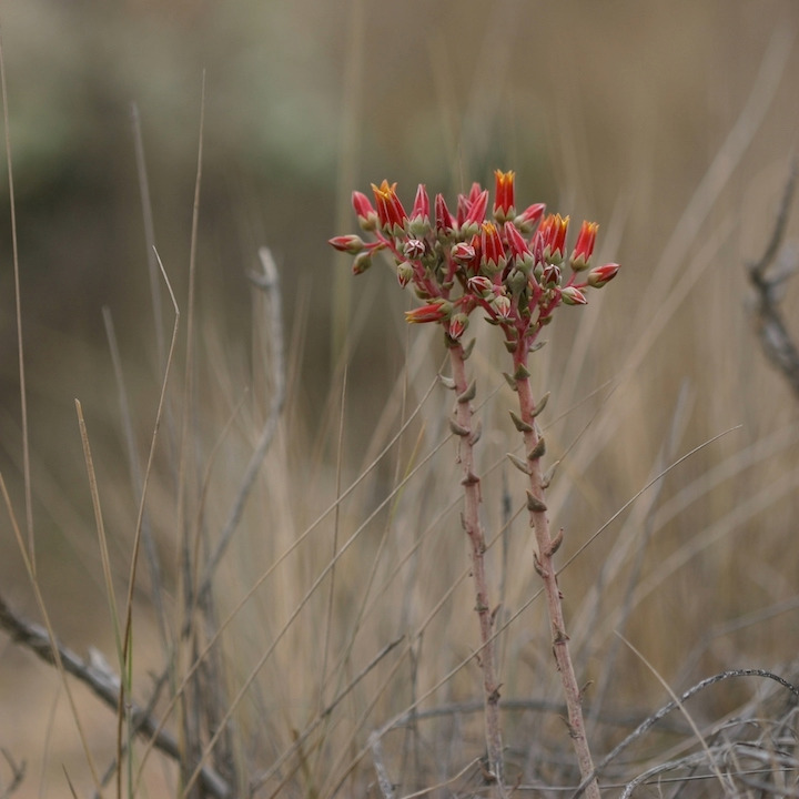 Lanceleaf liveforever (Dudleya lanceolata), a rosette-forming succulent