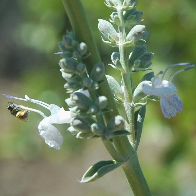 White sage (Salvia apiana) with silvery aromatic foliage